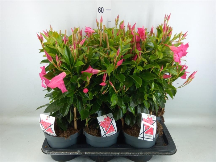 <h4>Mandevilla am. 'Diaman Opal Fuch F'</h4>