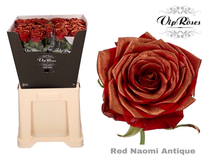 <h4>R Gr Red Naomi Antique</h4>