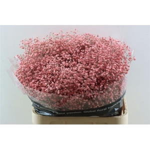 Gyps Grof Pink (dip)