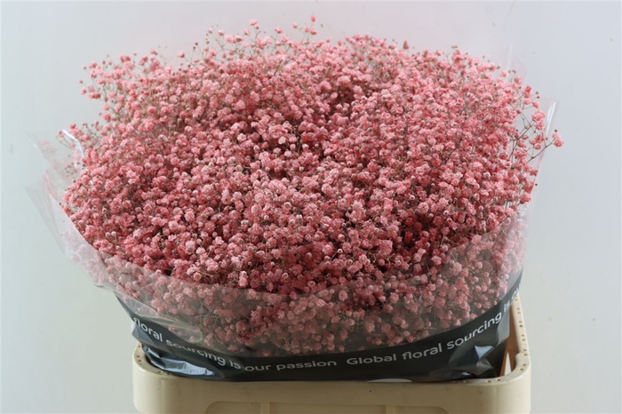 <h4>Gyps Grof Pink (dip)</h4>