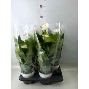 Anthurium andr. 'Cocos'