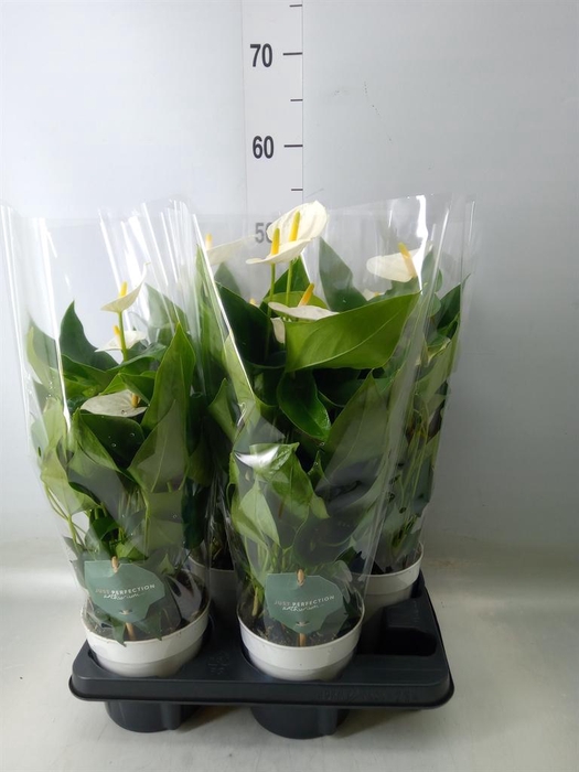 <h4>Anthurium andr. 'Cocos'</h4>