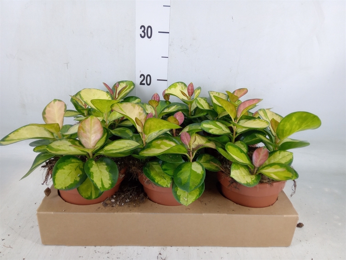 <h4>Hoya australis 'Lisa'</h4>