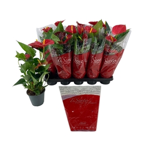 ANTHU AN SUCCESS RED