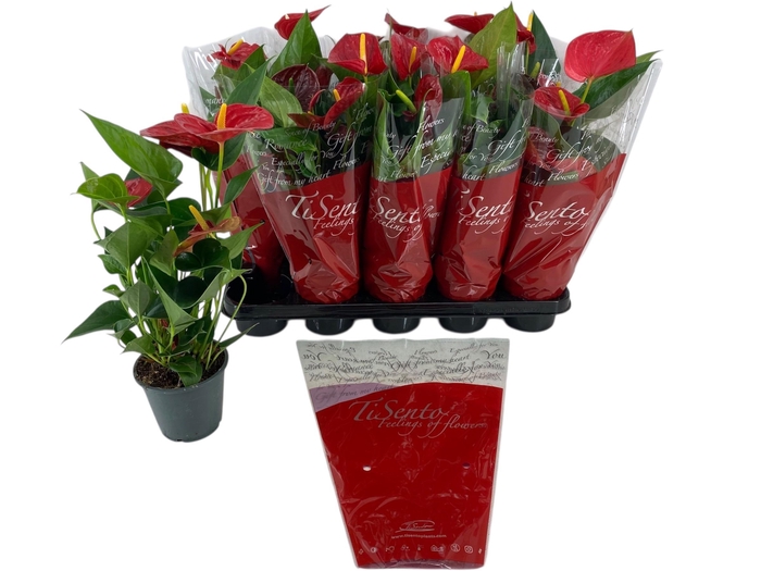 <h4>ANTHU AN SUCCESS RED</h4>