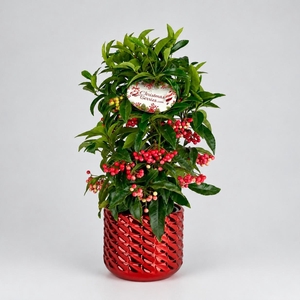 Ardisia crenata Bospremium Red met Toro ompot