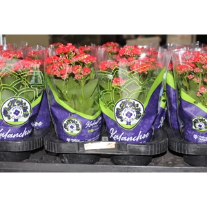 KALANCHOE DOBRADO P11 VERMELHO