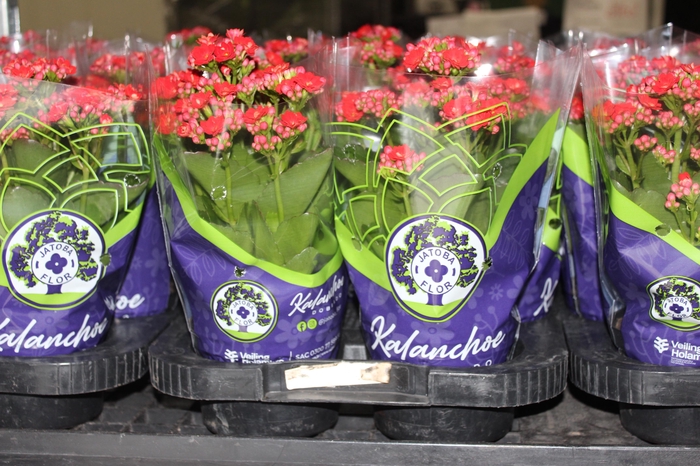 <h4>KALANCHOE DOBRADO P11 VERMELHO</h4>