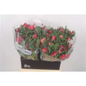 Anemone Galil Red