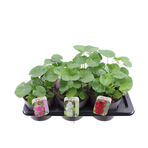 <h4>Alcea rosea Chart. Double Mix</h4>
