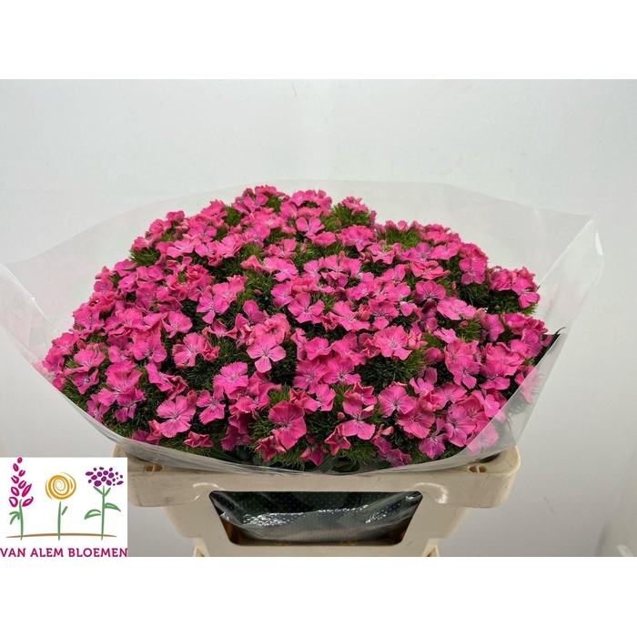 <h4>Di Barb S Will Pink N L</h4>