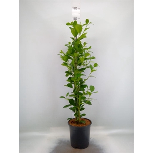 Ficus microcarpa 'Moclame'
