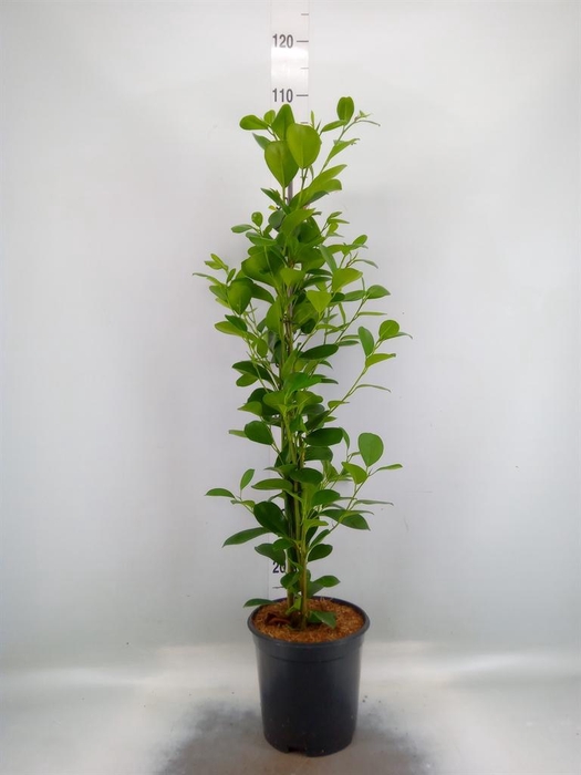 <h4>Ficus microcarpa 'Moclame'</h4>