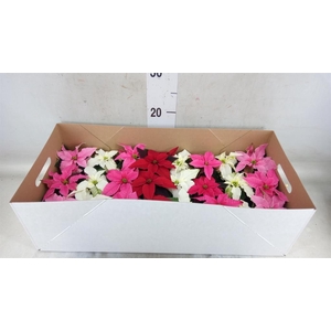 Euphorbia pulc. 'Princ'  ..mix