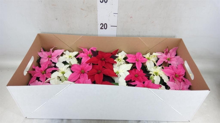 <h4>Euphorbia pulc. 'Princ' ..mix</h4>