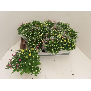 CHRYS GEM IN POT