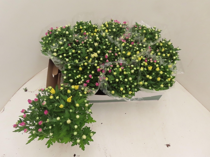 CHRYS GEM IN POT
