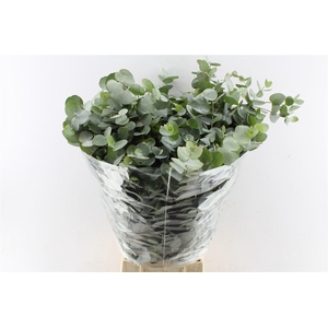 Euca Cinerea Per Bunch 10 Stems Selected
