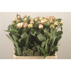 Paeonia L Festiv Maxima