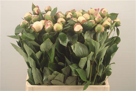 <h4>Paeonia L Festiv Maxima</h4>