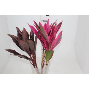 FOLHAGEM DRACENA BABY PINK