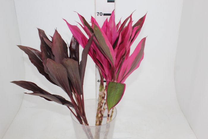 FOLHAGEM DRACENA BABY PINK