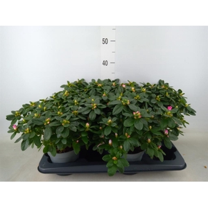 Rhododendron sim. 'Hulsten'