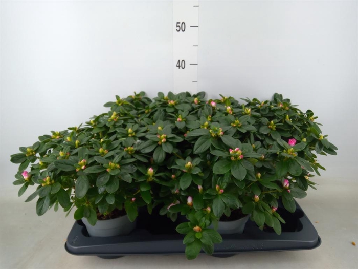 <h4>Rhododendron sim. 'Hulsten'</h4>