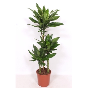 Dracaena frag. 'Steudneri'