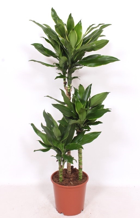 <h4>Dracaena frag. 'Steudneri'</h4>