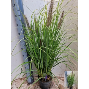 PENNI ALOPECUROIDES