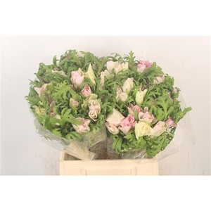 Anem. Mistral Edge Super X L