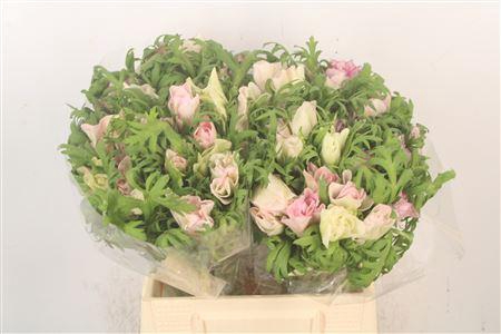 <h4>Anem. Mistral Edge Super X L</h4>