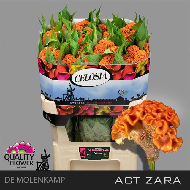 <h4>Celosia C Act Zara</h4>