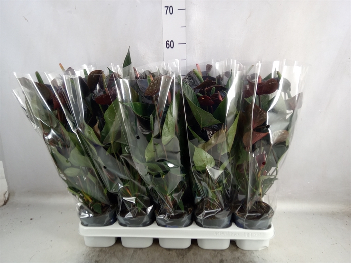 <h4>Anthurium  'Black Love'</h4>