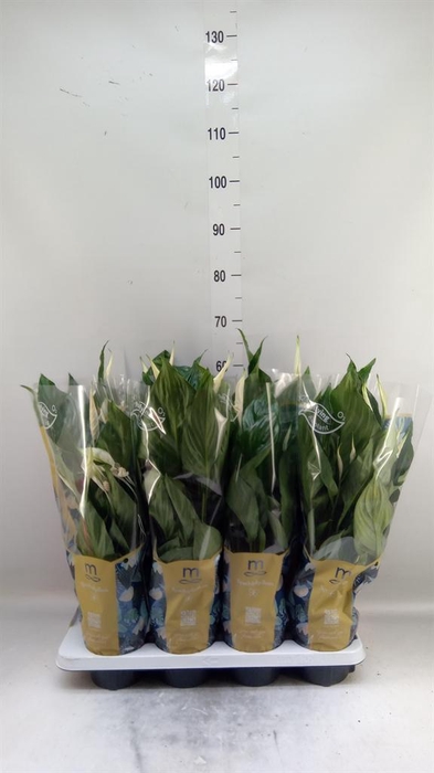 <h4>Spathiphyllum  'Sweet Ricardo'</h4>