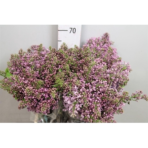 Syr V Dark Koster 4+