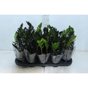 ZAMIOCULCAS DARK ZAMICRO P11