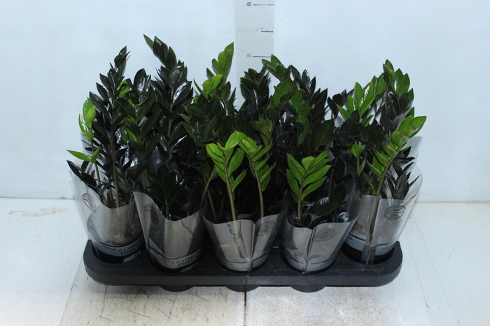<h4>ZAMIOCULCAS DARK ZAMICRO P11</h4>