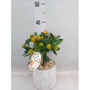 Arr.   Tuinplanten H%