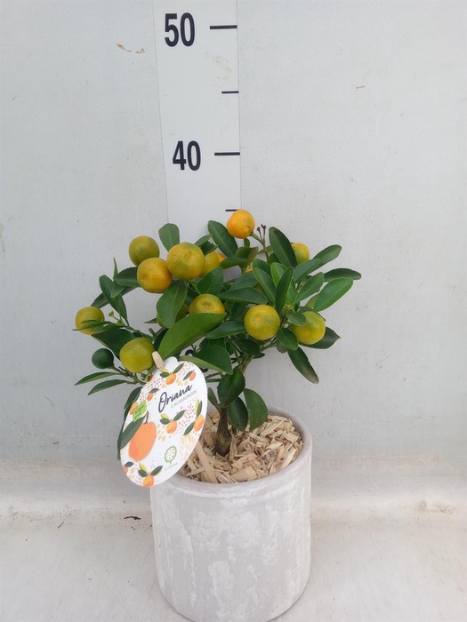 <h4>Arr.   Tuinplanten H%</h4>