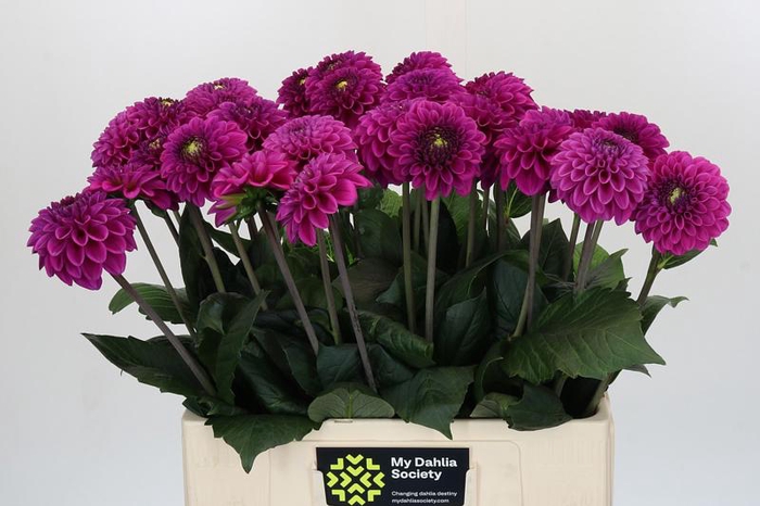 <h4>Dahlia Purple Fox</h4>