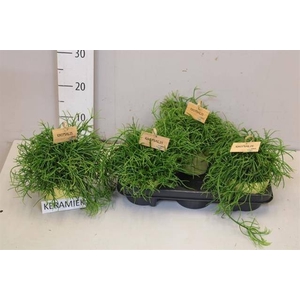 RHIPSALIS BA OASIS