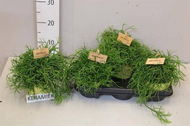 <h4>RHIPSALIS BA OASIS</h4>