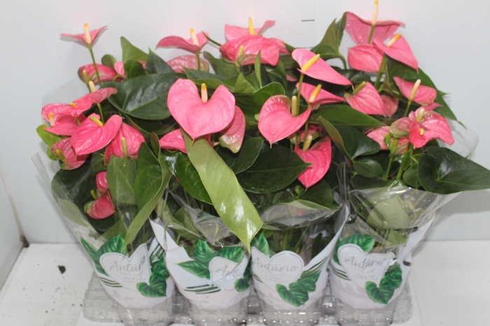 <h4>ANTHURIUM CALIFORNIA P15 ROSA</h4>