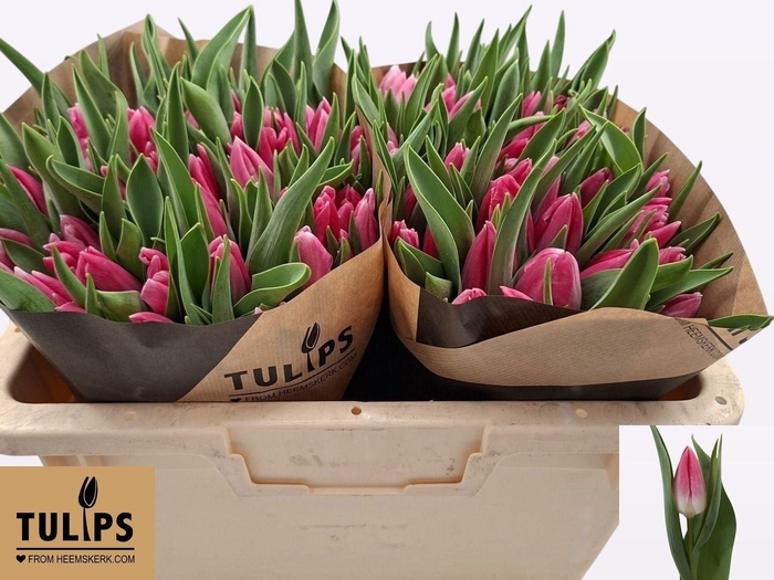 <h4>TU EN BOLROYAL PINK</h4>