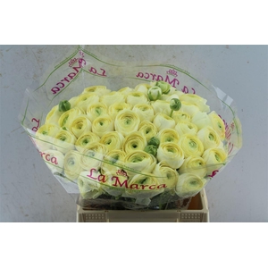 Ran Kloon Extra Commedia