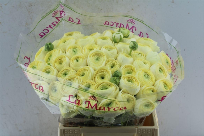 <h4>Ran Kloon Extra Commedia</h4>