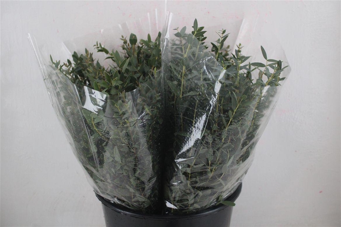 <h4>Euca Parvifolia Short 150gr P Bunch</h4>