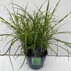 Graminées Miscanthus 'Little Zebra'